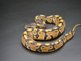 Load image into Gallery viewer, 75% Volta Ball Pythons- Females