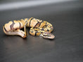 Load image into Gallery viewer, 75% Volta Ball Pythons- Females