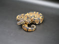 Load image into Gallery viewer, 75% Volta Ball Python- Males