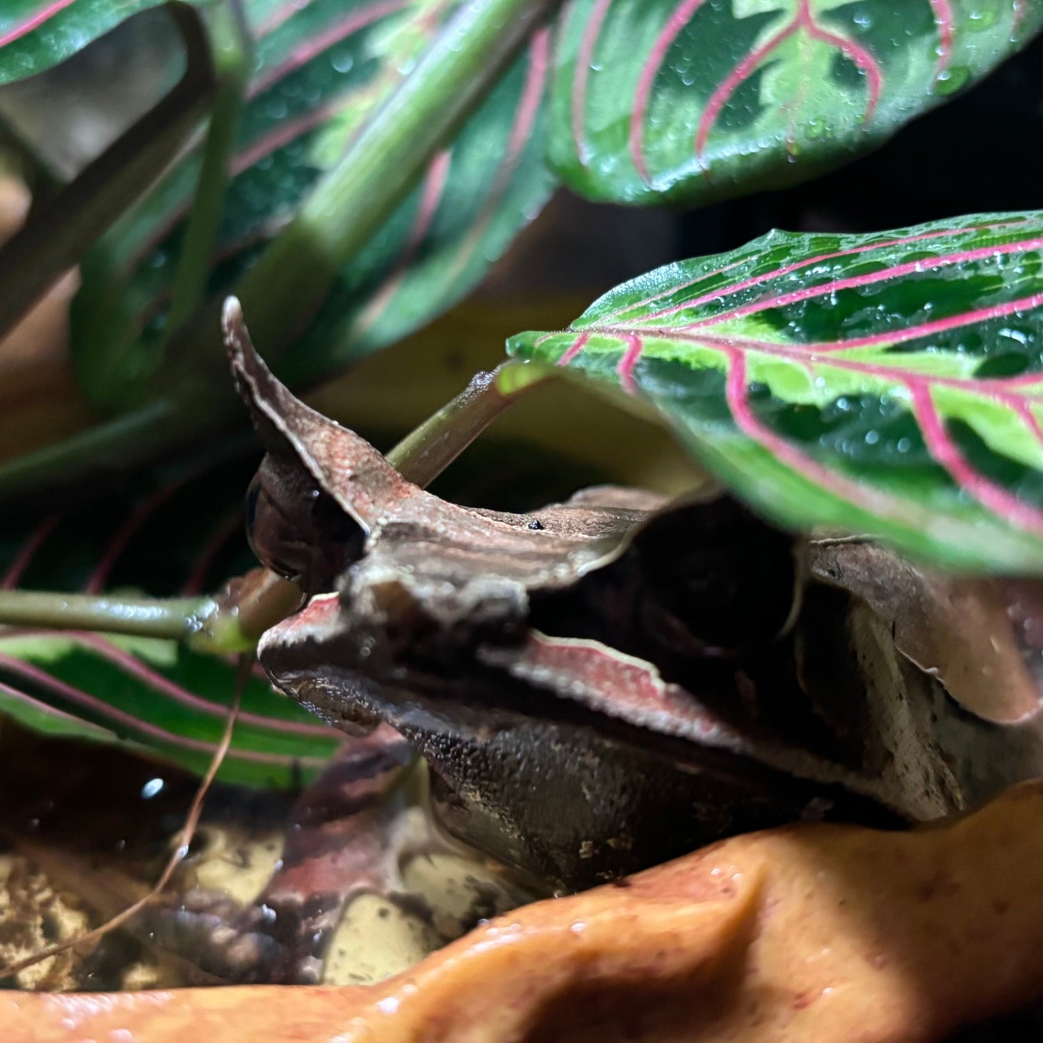 Frogs