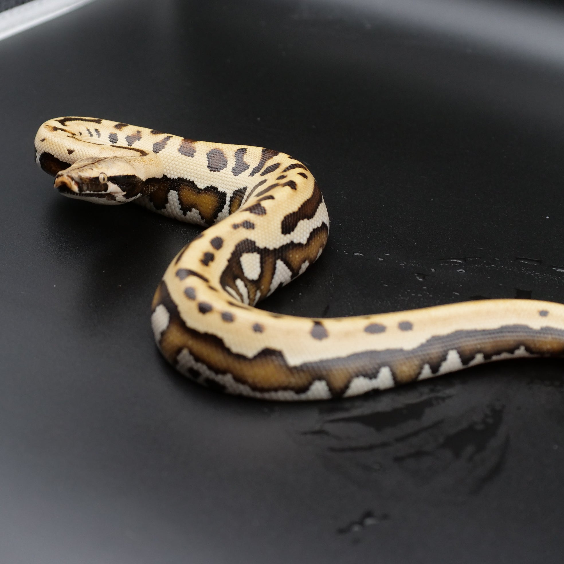 Snakes – Apollo Reptiles