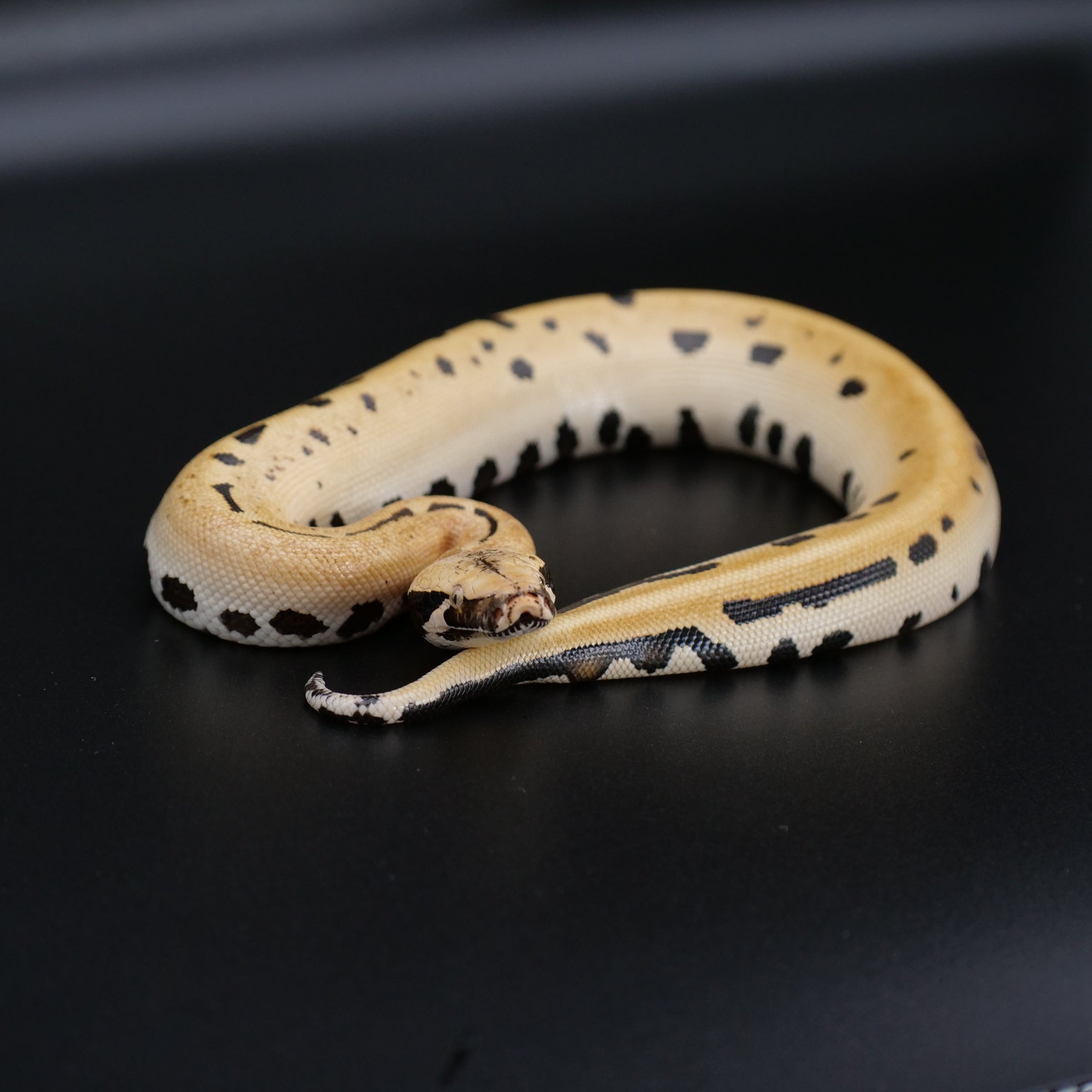 Blood Python - Golden Eye & Ivory