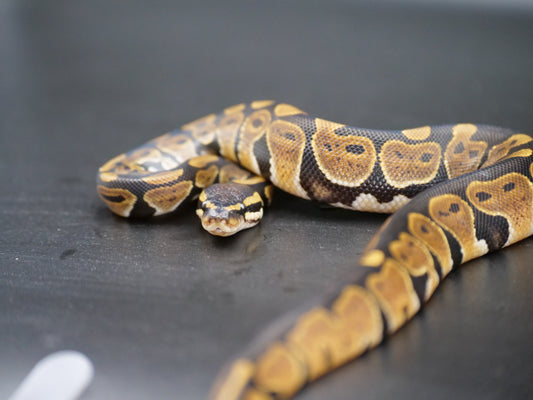 75% Volta Ball Python- Males