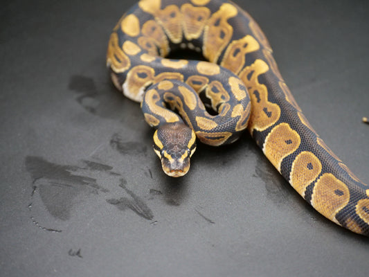 75% Volta Ball Python- Males