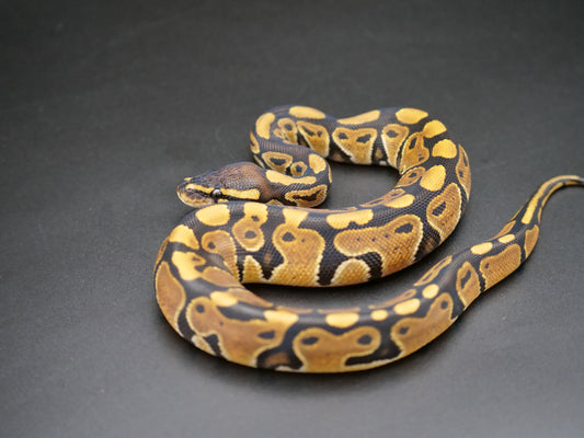 75% Volta Ball Pythons- Females
