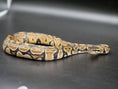 Load image into Gallery viewer, 75% Volta Ball Python- Males
