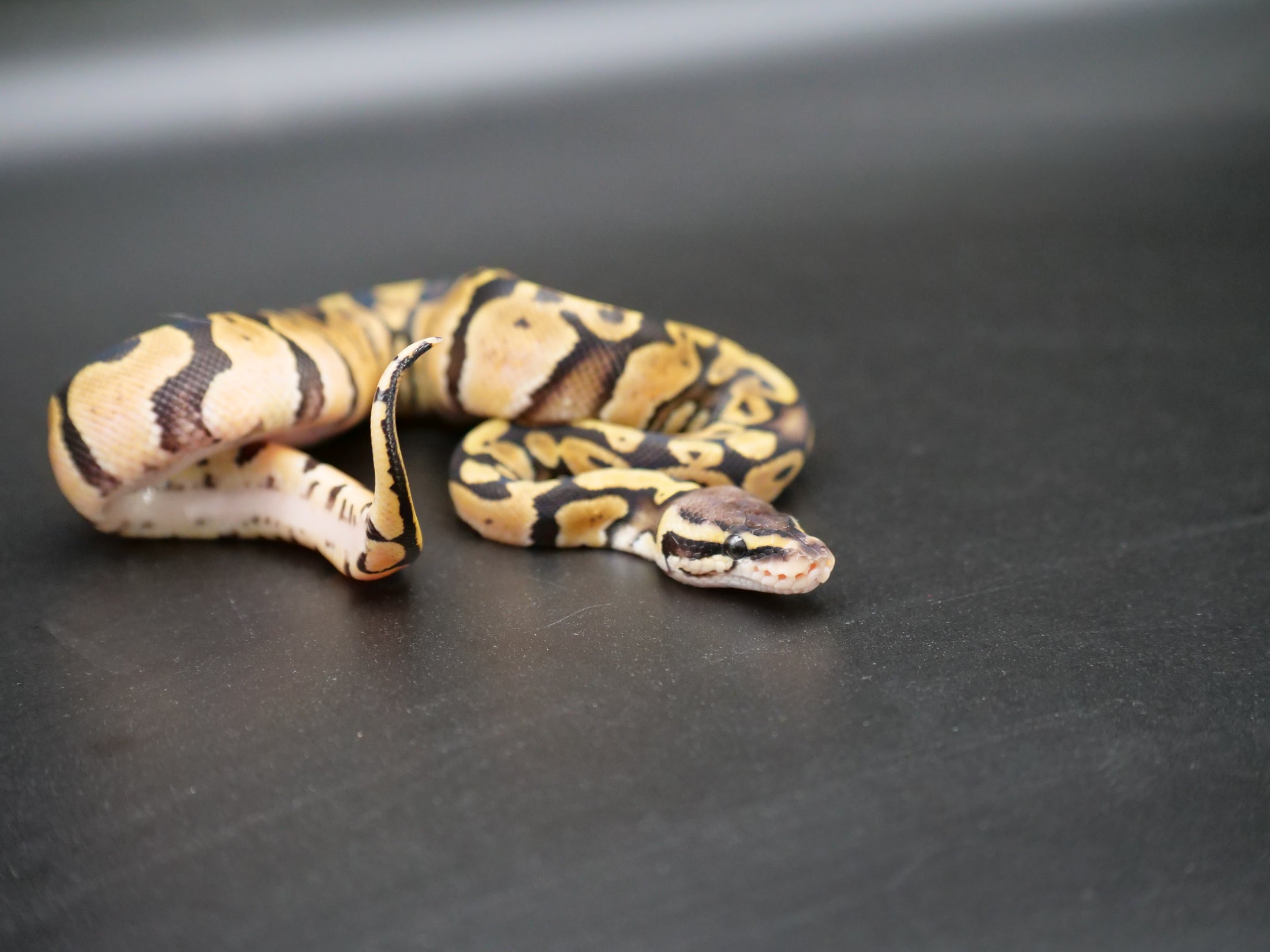 75% Volta Ball Pythons- Females