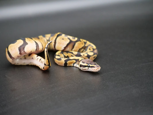 75% Volta Ball Pythons- Females