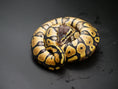 Load image into Gallery viewer, 75% Volta Ball Pythons- Females
