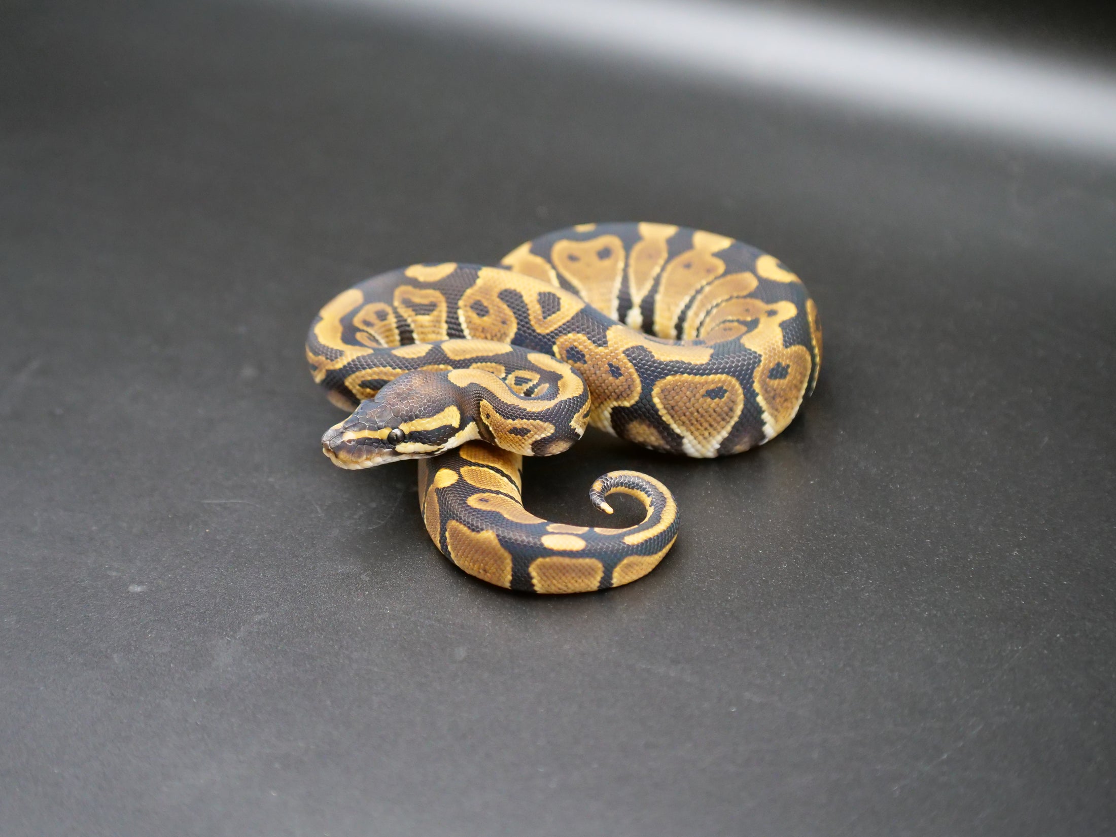 75% Volta Ball Python- Males