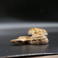 Load image into Gallery viewer, Blood Python - Matrix

