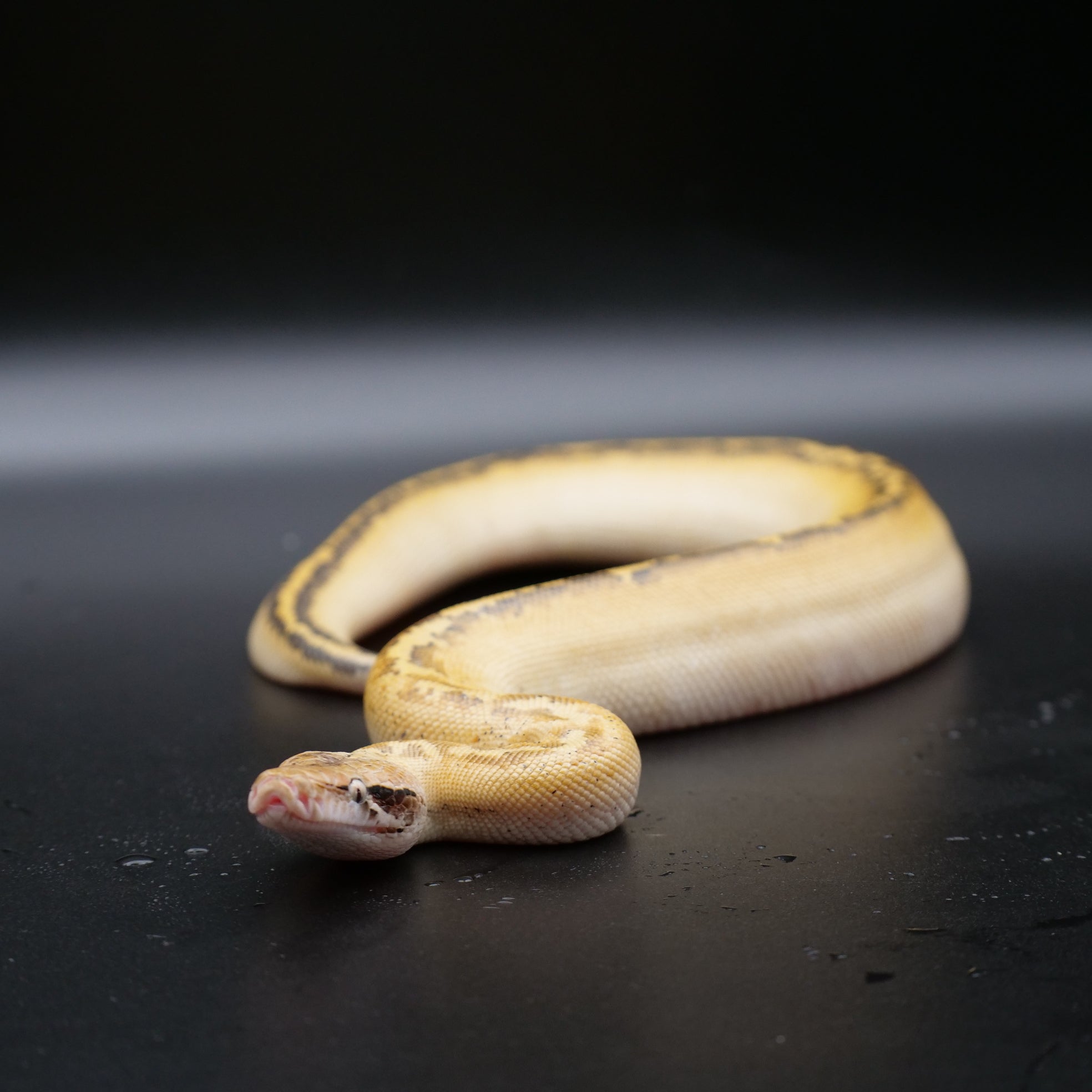 Blood Python - Ivory