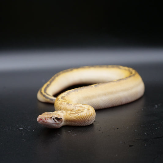 Blood Python - Ivory
