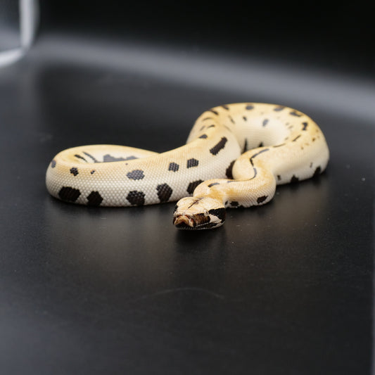 Blood Python - Golden Eye & Ivory