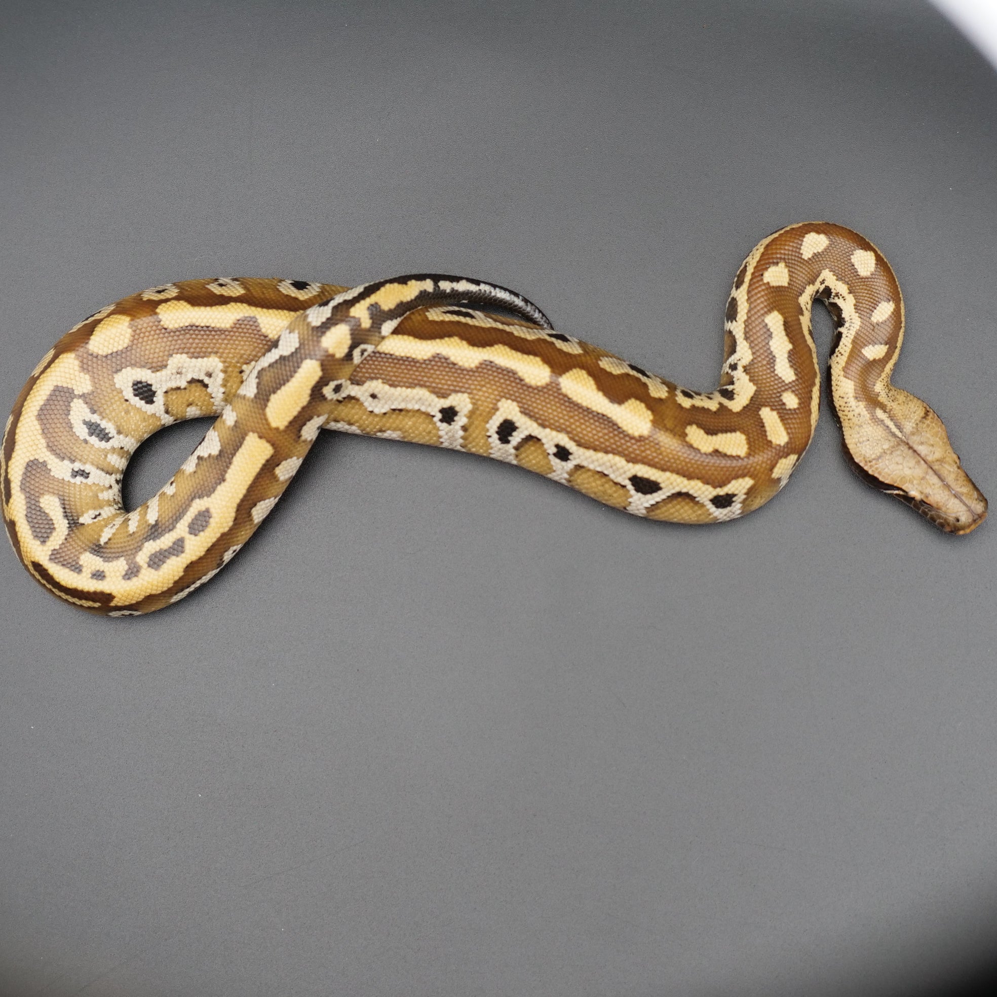 Blood Python - Matrix