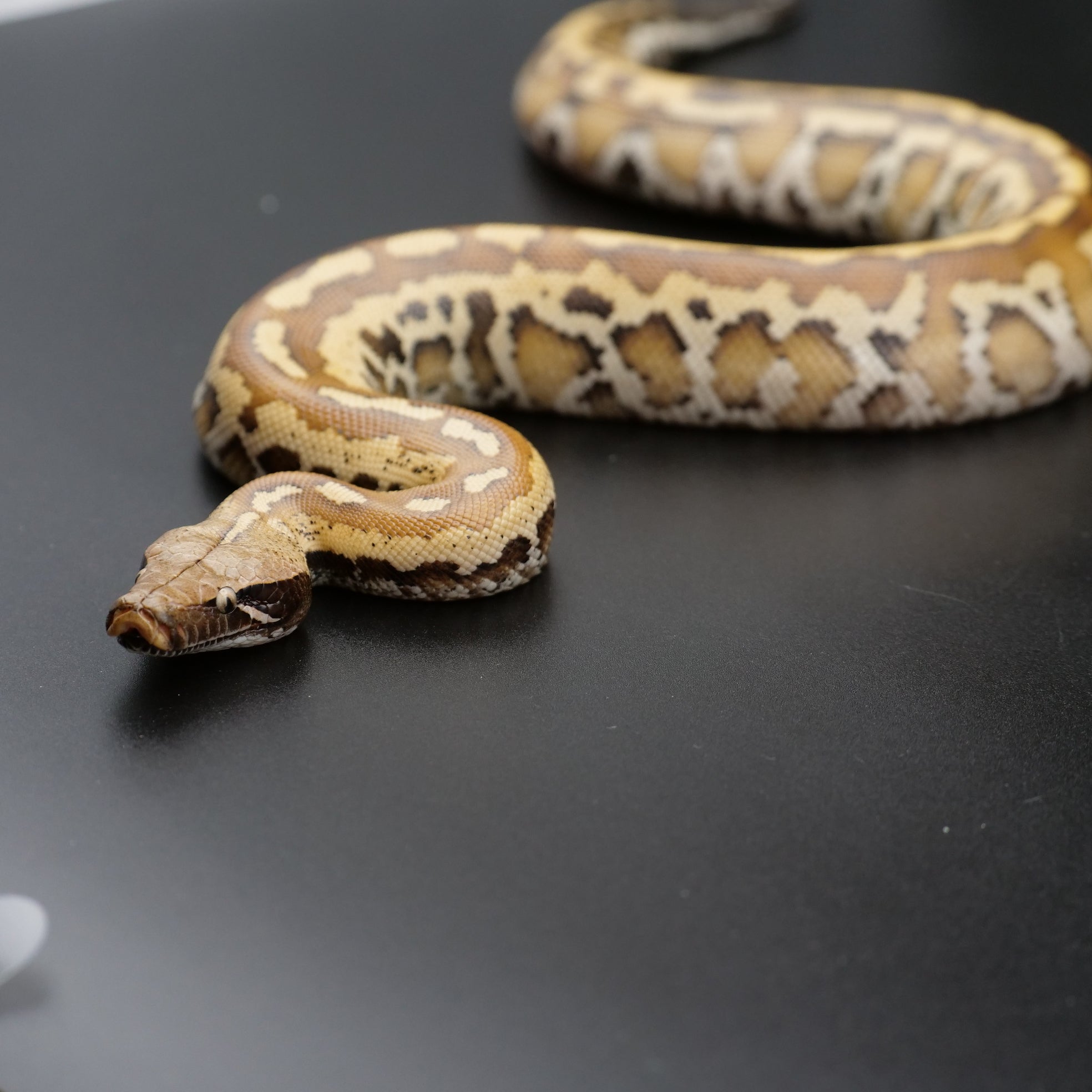 Blood Python - Matrix
