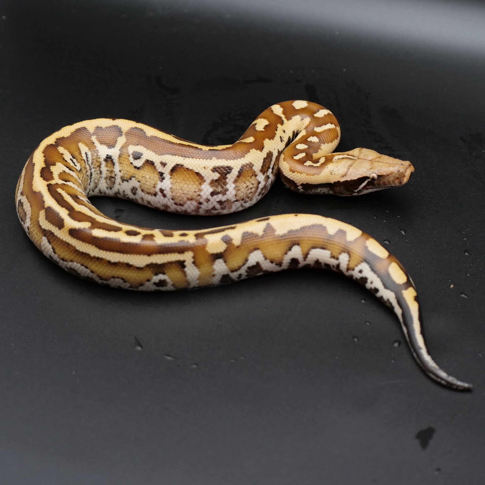 Blood Python - Matrix
